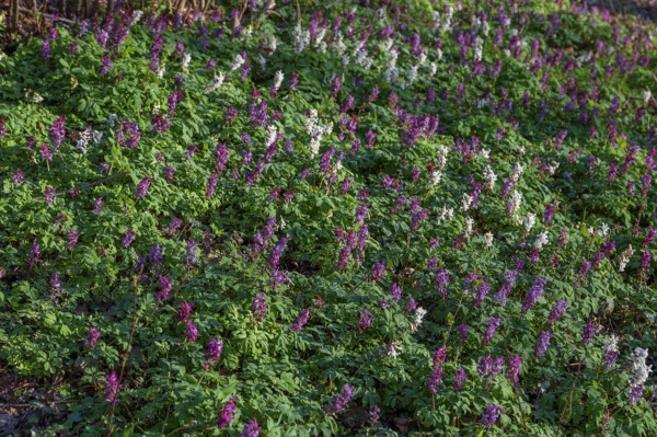 Hollow larkspur (Corydalis cava) in the forest, Bavaria, Germany