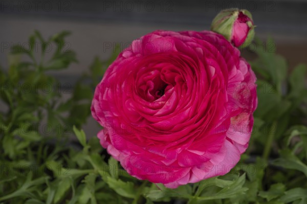 Peony blossom (Paeonia), Bavaria, Germany