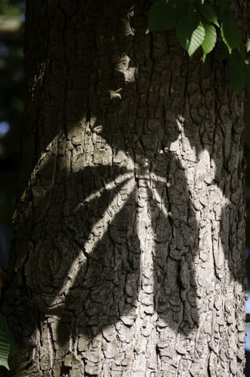 Shade of chestnut tree leaves, May, Germany