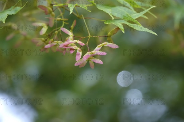 Fan maple at the beginning of June, Germany