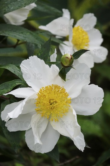 Magnificent peony, Germany