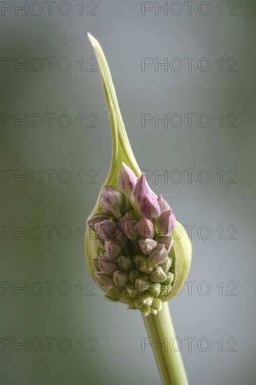 Leek blossom, Germany