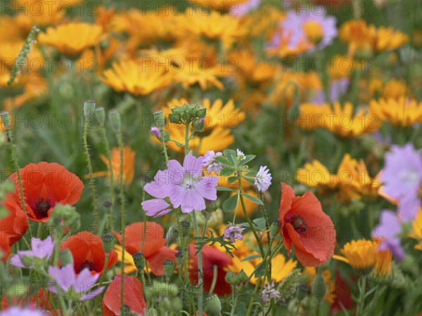Species-rich, colourful flowering meadow with musk mallow (Malva moschata), Lower Rhine, North Rhine-Westphalia, Germany