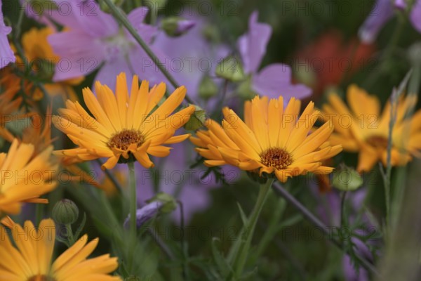 Species-rich, colourful flowering meadow with marigold (Calendula officinalis), Lower Rhine, North Rhine-Westphalia, Germany