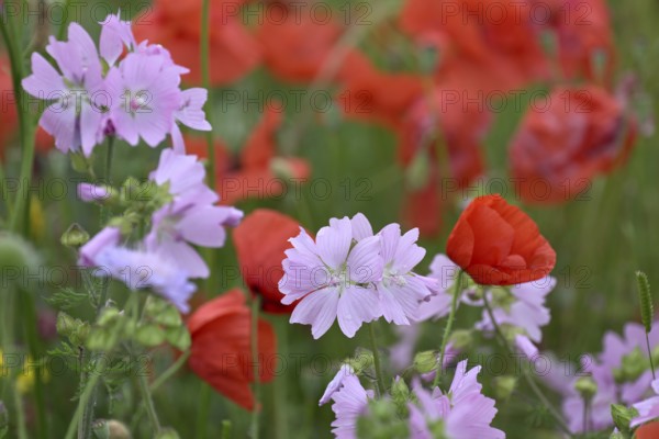 Species-rich colourful flowering meadow with musk mallow (Malva moschata) and poppy (Papaver rhoeas), Lower Rhine, North Rhine-Westphalia, Germany