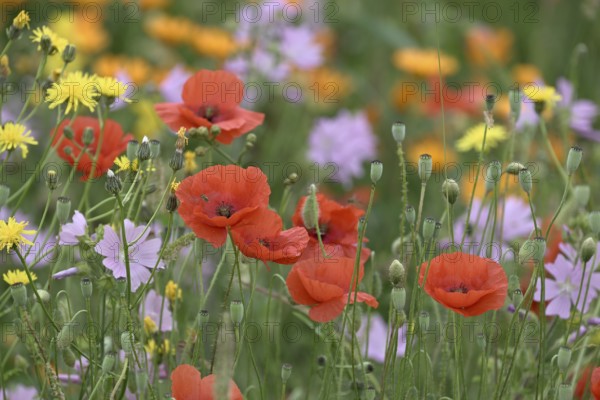 Species-rich, colourful flowering meadow with poppies (Papaver rhoeas) Lower Rhine, North Rhine-Westphalia, Germany