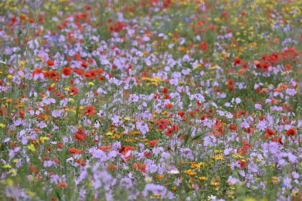 Species-rich colorful blooming meadow, Lower Rhine, North Rhine-Westphalia, Germany