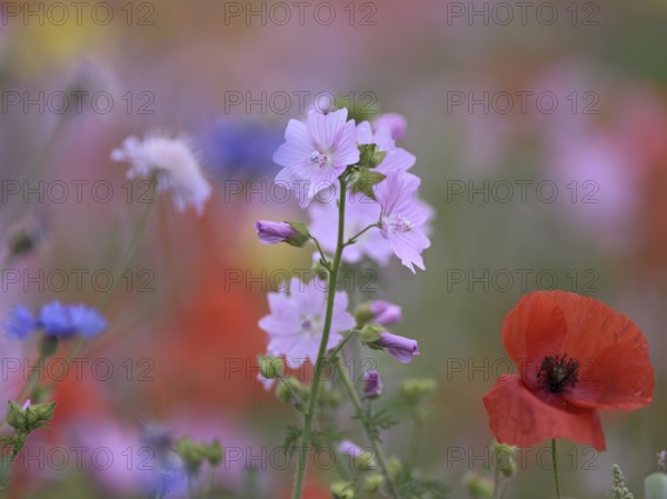 Species-rich, colourful flowering meadow with musk mallow (Malva moschata) and corn poppy (Papaver rhoeas), Lower Rhine, North Rhine-Westphalia, Germany Species-rich, colourful flowering meadow with musk mallow (Malva moschata) and corn poppy (Papaver rhoeas), Lower Rhine, North Rhine-Westphalia, Germany