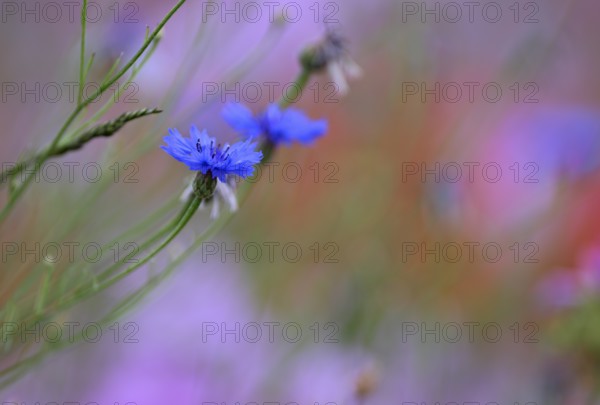 Species-rich, colourful flowering meadow with cornflower (Centaurea cyanus) 3, Lower Rhine, North Rhine-Westphalia, Germany