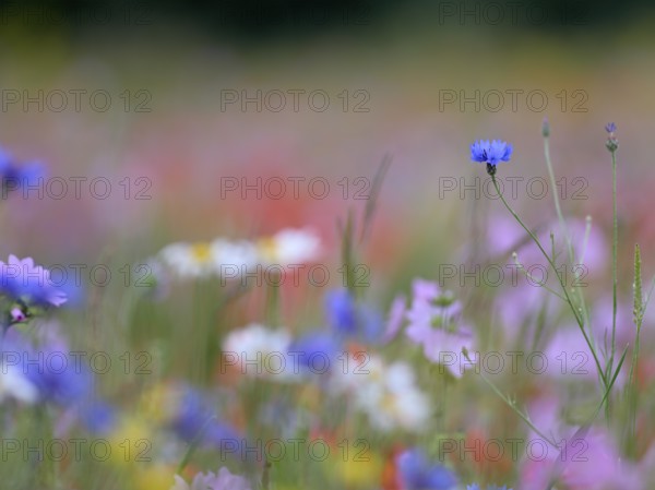 Species-rich, colourful flowering meadow with cornflower (Centaurea cyanus), Lower Rhine, North Rhine-Westphalia, Germany