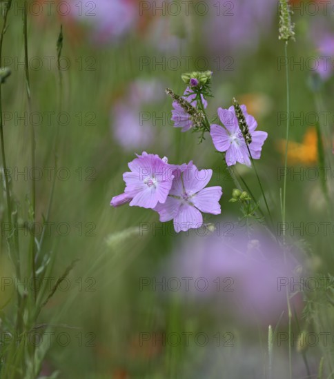 Species-rich, colourful flowering meadow with musk mallow (Malva moschata), Lower Rhine, North Rhine-Westphalia, Germany