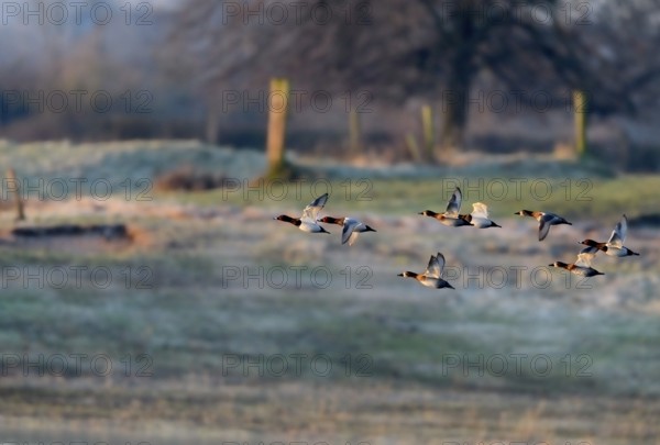 Common Pochard (Aythya ferina), flying flock, Lower Rhine, North Rhine-Westphalia, Germany