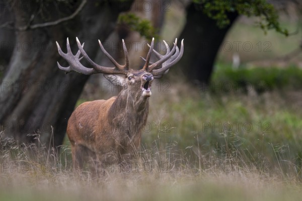 Red deer (Cervus elaphus) in rut, Klamptenborg, Copenhagen, Denmark