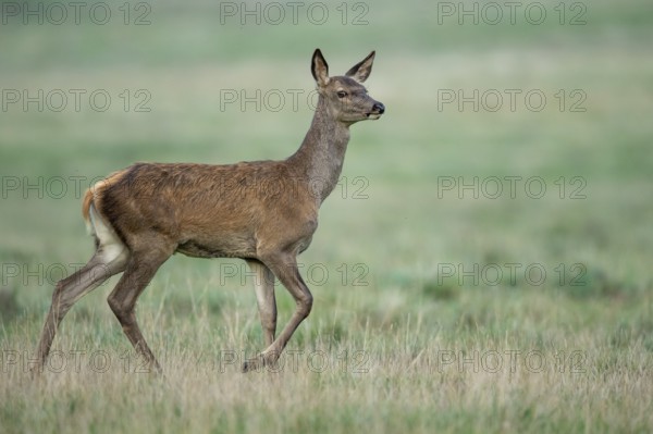 Red deer (Cervus elaphus), Klamptenborg, Copenhagen, Denmark