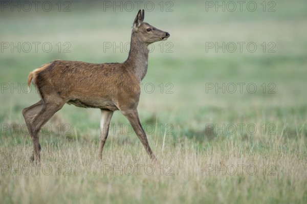 Red deer (Cervus elaphus), calf, Klamptenborg, Copenhagen, Denmark