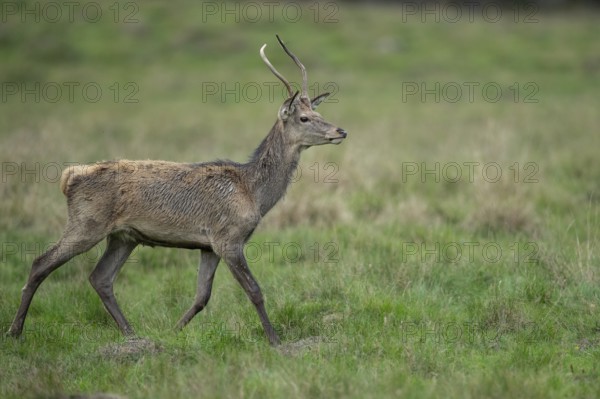 Red deer (Cervus elaphus) in rut, spar, Klamptenborg, Copenhagen, Denmark