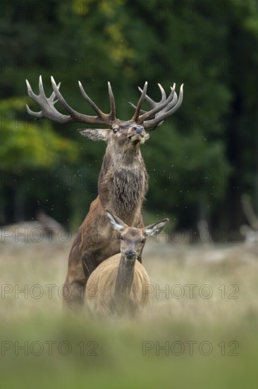 Red deer (Cervus elaphus) in rut, mating, copulation, Klamptenborg, Copenhagen, Denmark