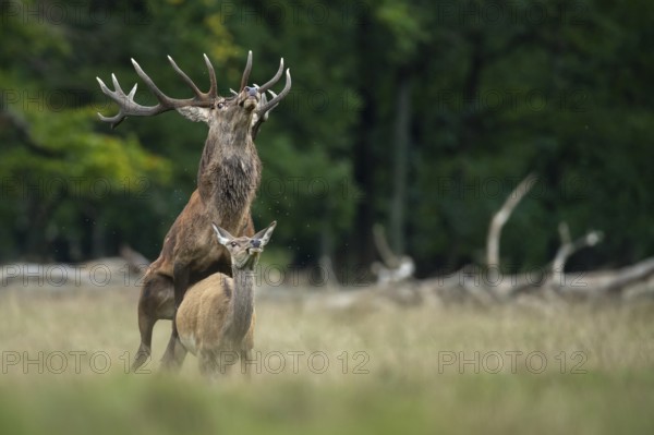 Red deer (Cervus elaphus) in rut, mating, copulation, Klamptenborg, Copenhagen, Denmark
