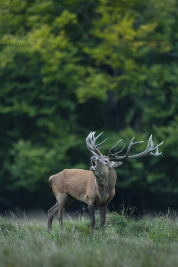 Red deer (Cervus elaphus) in rut, Klamptenborg, Copenhagen, Denmark