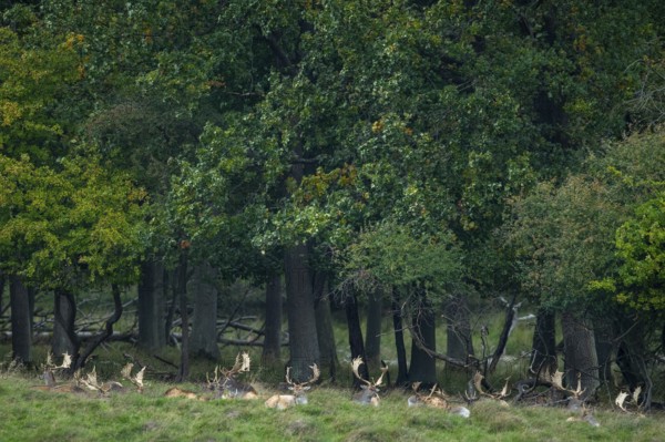 Resting fallow deer (dama dama), Klamptenborg, Copenhagen, Denmark