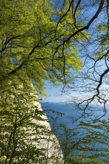 View of chalk cliffs in Jasmund National Park on Rügen, Sassnitz, Rügen, Mecklenburg-Western Pomerania, Germany