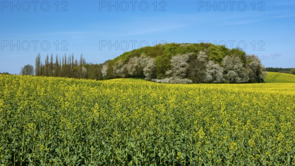 Rape field with blue sky and clouds, Rügen, Bergen, Mecklenburg-Western Pomerania, Germany