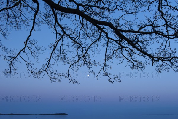 Moonrise on the lagoon on Rügen, Rügen, Glowitz, Mecklenburg-Western Pomerania, Germany