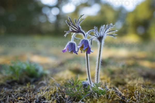 Meadow pasque flower (Pulsatilla pratensis), Rügen, Binz, Mecklenburg-Western Pomerania, Germany