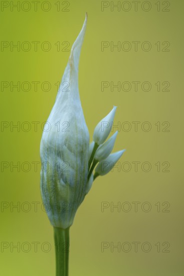 Flowering wild garlic (Allium ursinum), Puttbus, Mecklenburg-Vorpommern, Germany