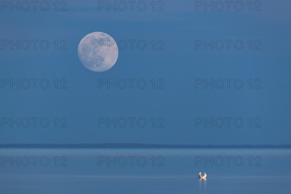 Mute swan (Cygnus olor) with full moon on the Bodden on Rügen, Rügen, Glowitz, Mecklenburg-Vorpommern, Germany