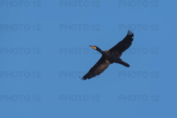 Cormorant (Phalacrocorax), Rügen, Glowitz, Mecklenburg-Western Pomerania, Germany