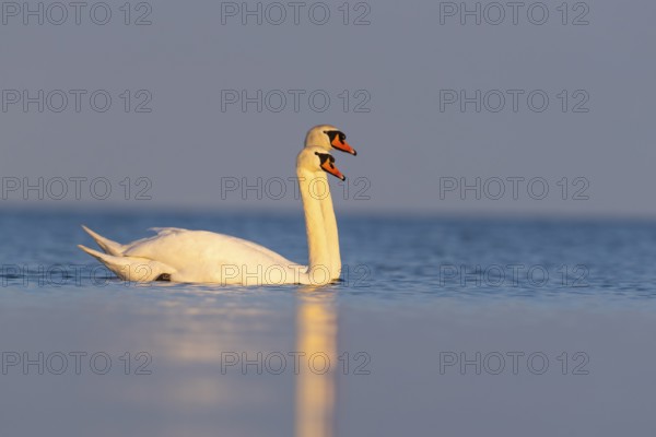 Mute swan (Cygnus olor), Rügen, Glowitz, Mecklenburg-Western Pomerania, Germany