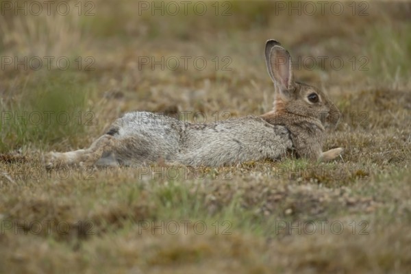 Rabbit (Oryctolagus cuniculus) adult animal relaxing in grassland, England, United Kingdom