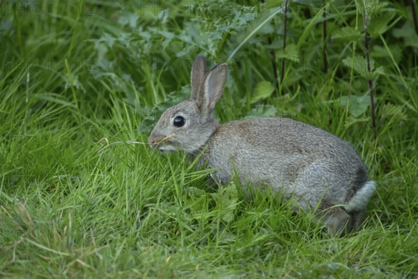 Rabbit (Oryctolagus cuniculus) adult animal in grassland, England, United Kingdom