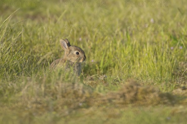 Rabbit (Oryctolagus cuniculus) juvenile baby bunny animal in grassland, England, United Kingdom