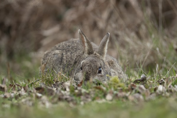 Rabbit (Oryctolagus cuniculus) adult animal laying down in grassland, England, United Kingdom