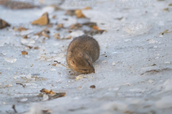 Brown rat (Rattus norvegicus) adult rodent animal feeding on seed on ice of a frozen lake in winter, England, United Kingdom