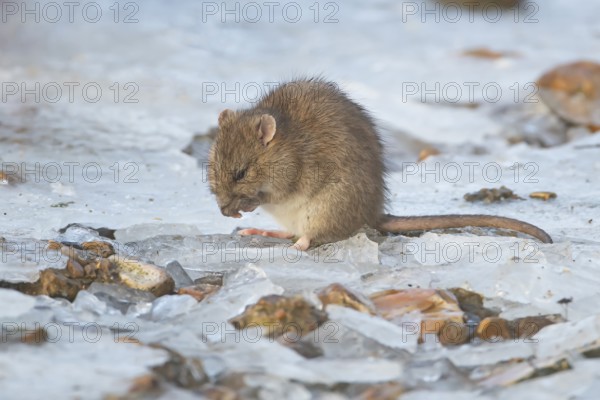 Brown rat (Rattus norvegicus) adult rodent animal washing its face on ice of a frozen lake in winter, England, United Kingdom