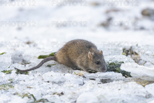 Brown rat (Rattus norvegicus) adult rodent animal on ice of a frozen lake in winter, England, United Kingdom