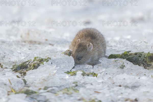 Brown rat (Rattus norvegicus) adult rodent animal searching for food under the ice of a frozen lake in winter, England, United Kingdom