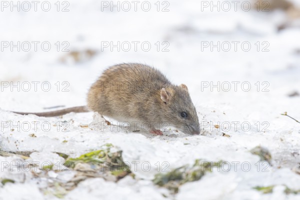 Brown rat (Rattus norvegicus) adult rodent animal feeding on seed on ice in winter, England, United Kingdom