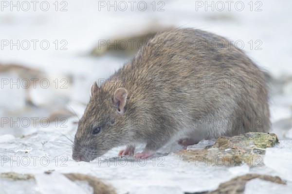 Brown rat (Rattus norvegicus) adult rodent animal searching for food on ice of a frozen lake in winter, England, United Kingdom