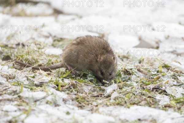 Brown rat (Rattus norvegicus) adult rodent animal searching for food in winter, England, United Kingdom
