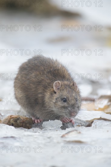 Brown rat (Rattus norvegicus) adult rodent animal searching for food in winter, England, United Kingdom