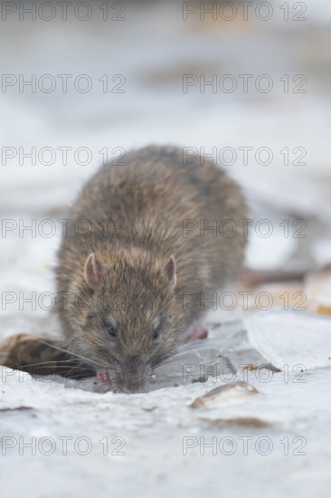 Brown rat (Rattus norvegicus) adult rodent animal searching for food on ice of a frozen lake in winter, England, United Kingdom