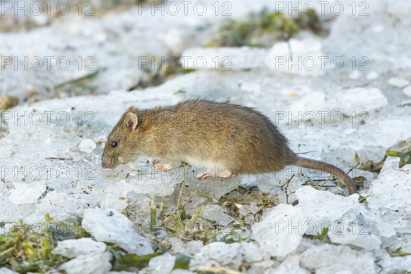 Brown rat (Rattus norvegicus) adult rodent animal on ice in winter, England, United Kingdom