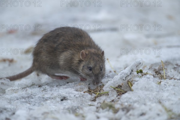 Brown rat (Rattus norvegicus) adult rodent animal searching for food on ice in winter, England, United Kingdom