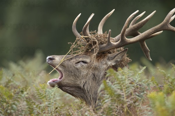 Red deer (Cervus elaphus) adult male stag animal roaring with its mouth open during the annual rut in autumn, England, United Kingdom