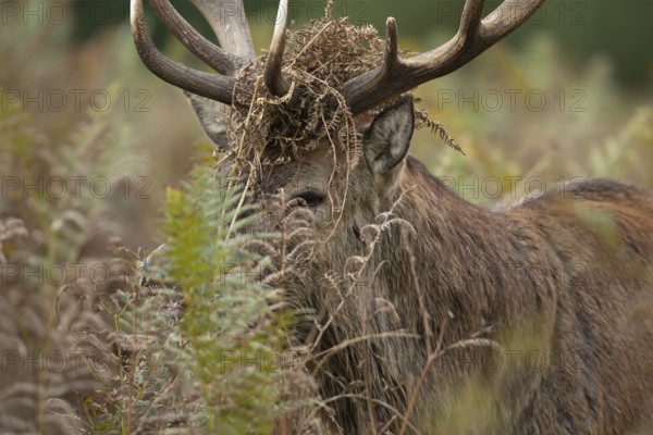 Red deer (Cervus elaphus) adult male stag animal with bracken on its head during the rutting season in autumn, England, United Kingdom