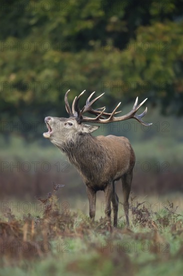 Red deer (Cervus elaphus) adult male stag animal roaring with its mouth open during the annual rut in autumn, England, United Kingdom
